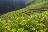 assam